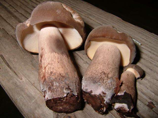 Imagem de Tylopilus