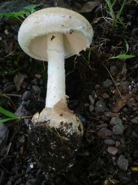 Image of Volvate amanita