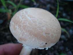 Image of Volvate amanita