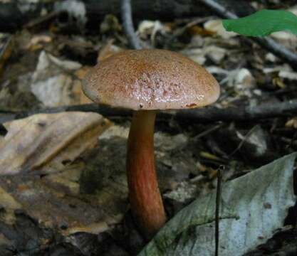 Sivun Aureoboletus auriporus (Peck) Pouzar 1957 kuva