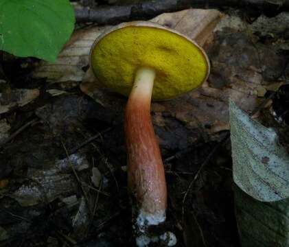 Image of Aureoboletus auriporus (Peck) Pouzar 1957