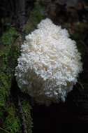 صورة Hericium abietis (Weir ex Hubert) K. A. Harrison 1964