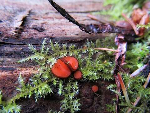 Image of Scutellinia (Cooke) Lambotte