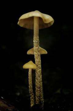 Image of Psilocybe zapotecorum R. Heim 1957