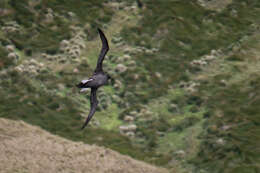 Image of Dark-mantled Sooty Albatross