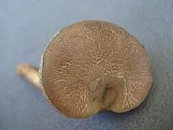 Image of Porphyrellus