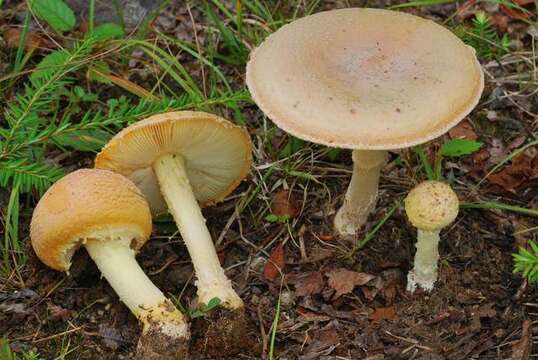 Image de Amanita wellsii (Murrill) Murrill 1920