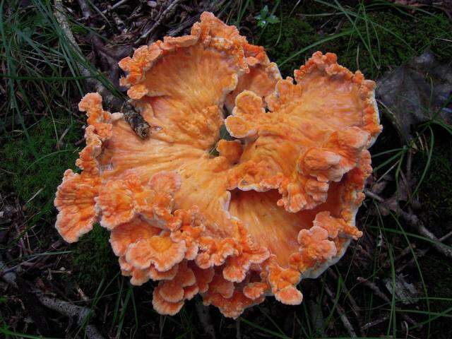 Image of Laetiporus