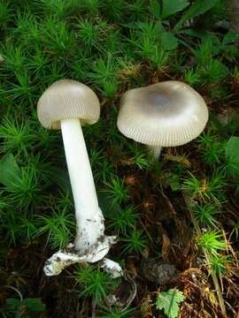 Image de <i>Amanita longicuneus</i> Tulloss, Kudzma & K. W. Hughes