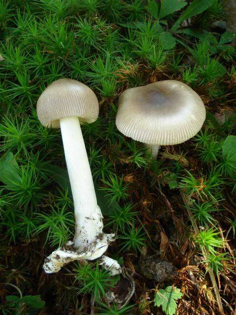 Plancia ëd <i>Amanita longicuneus</i> Tulloss, Kudzma & K. W. Hughes