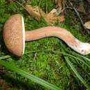 Austroboletus gracilis (Peck) Wolfe 1980 resmi