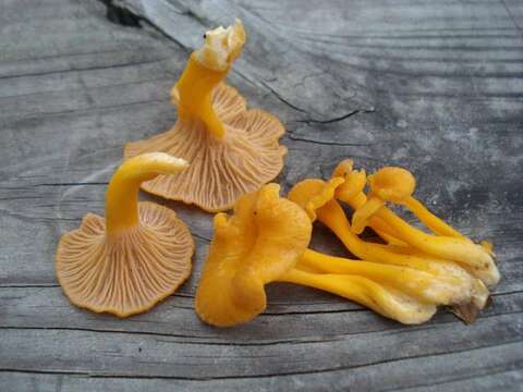 Image of Craterellus