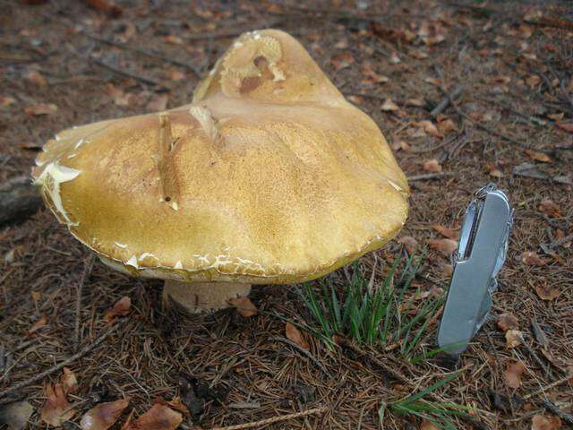 Image of Boletus