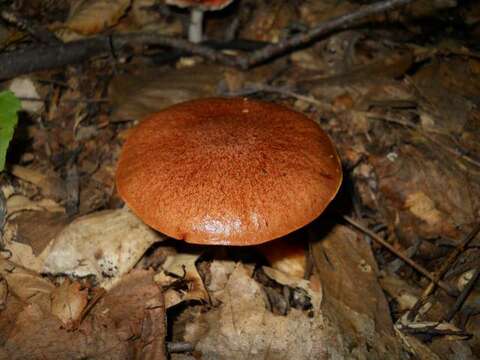 Plancia ëd Aureoboletus auriporus (Peck) Pouzar 1957