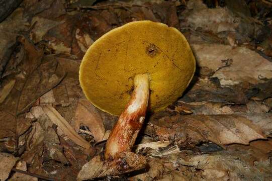 Plancia ëd Aureoboletus auriporus (Peck) Pouzar 1957