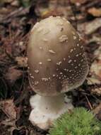 Image of Amanita brunnescens G. F. Atk. 1918