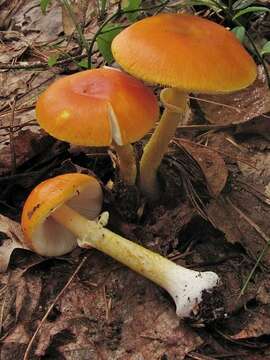 Image of Amanita flavoconia G. F. Atk. 1902