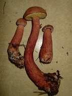 Image of Aureoboletus projectellus (Murrill) Halling 2015