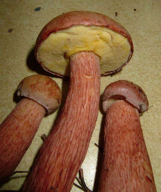 Image of Aureoboletus projectellus (Murrill) Halling 2015