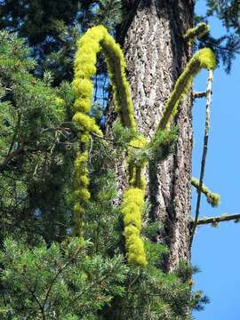 Image of wolf lichen