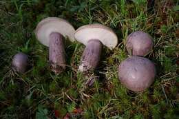 Image of Tylopilus plumbeoviolaceus (Snell & E. A. Dick) Snell & E. A. Dick 1941