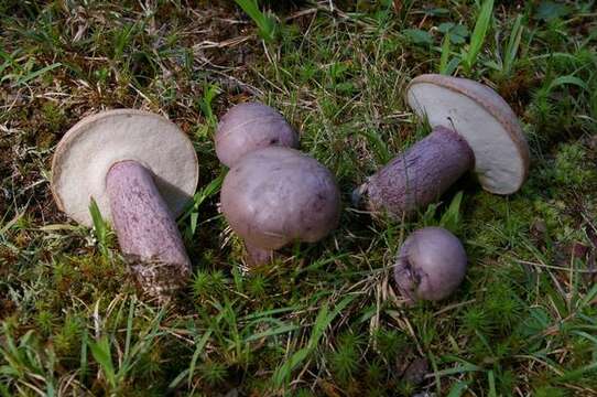 Image of Tylopilus plumbeoviolaceus (Snell & E. A. Dick) Snell & E. A. Dick 1941