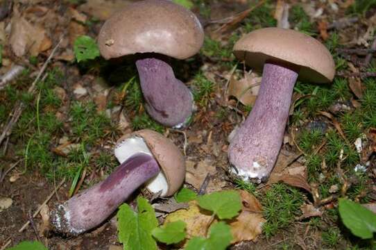 Image of Tylopilus plumbeoviolaceus (Snell & E. A. Dick) Snell & E. A. Dick 1941