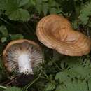 Image of Lactarius olympianus Hesler & A. H. Sm. 1979