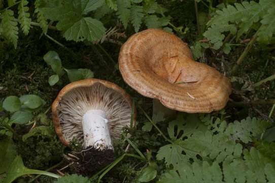 Слика од Lactarius olympianus Hesler & A. H. Sm. 1979