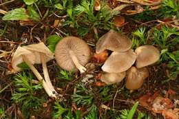 Image of Entoloma holoconiotum (Largent & Thiers) Noordel. & Co-David 2009