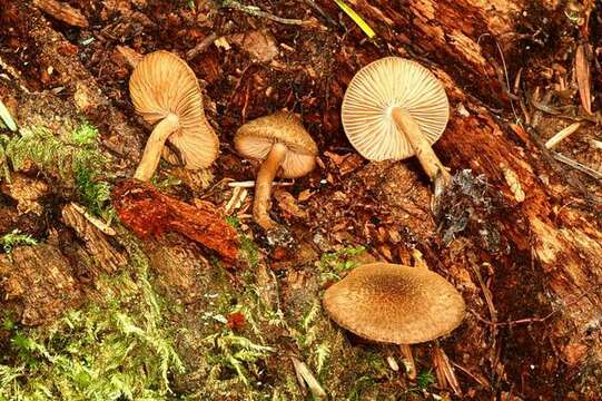 Inocybe resmi