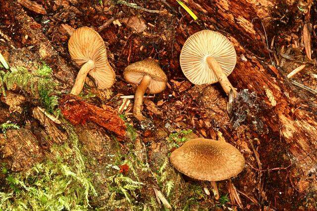 Inocybe resmi