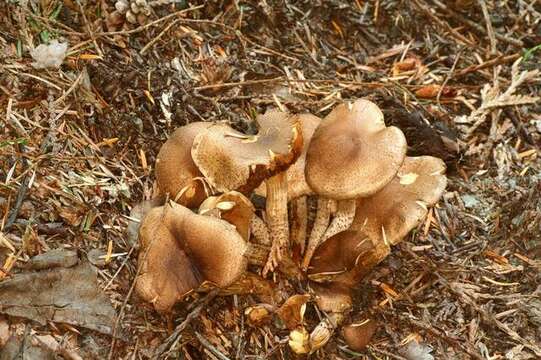 Image of Pholiota