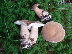 Image of Boletus variipes Peck 1888