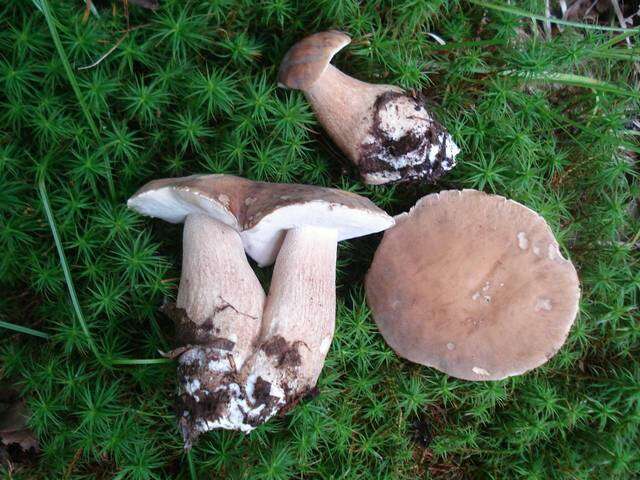 Sivun Boletus variipes Peck 1888 kuva