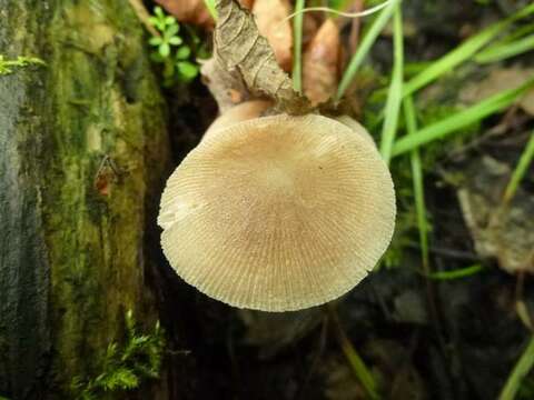 Image of Pluteus longistriatus (Peck) Peck 1885