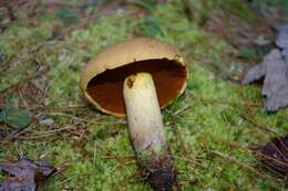 Boletus vermiculosoides A. H. Sm. & Thiers 1971的圖片