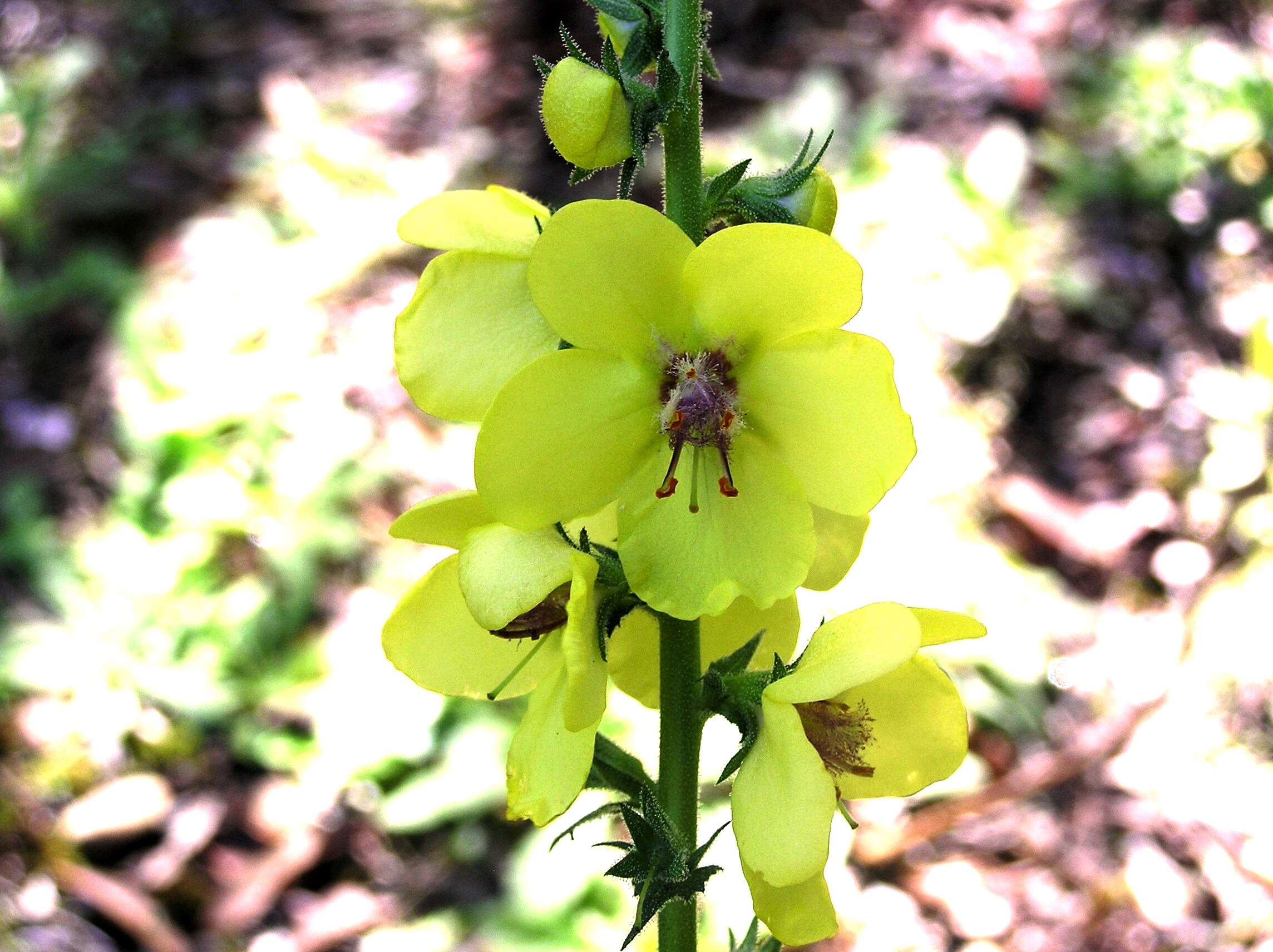 Image of wand mullein