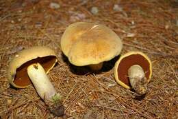 Boletus vermiculosoides A. H. Sm. & Thiers 1971的圖片