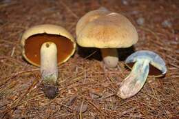 Boletus vermiculosoides A. H. Sm. & Thiers 1971的圖片