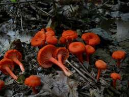 Cantharellus cinnabarinus (Schwein.) Schwein. 1832 resmi