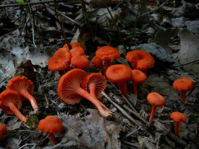 Cantharellus cinnabarinus (Schwein.) Schwein. 1832 resmi