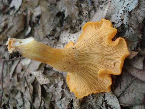 Image of Cantharellus lateritius (Berk.) Singer 1951