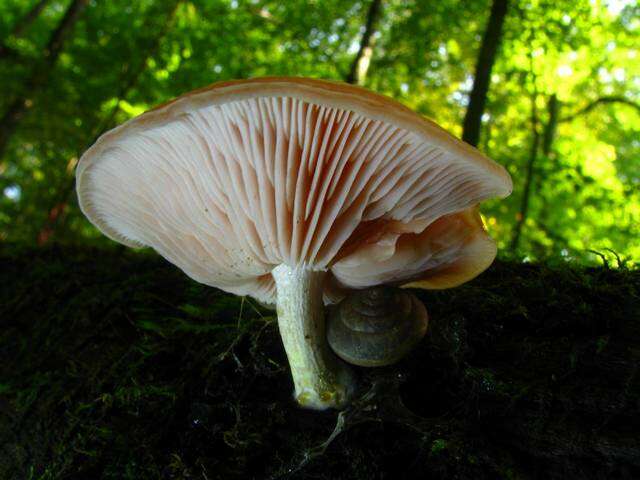 Rhodotus resmi