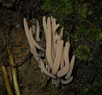 Image of Clavaria rubicundula Leathers 1956