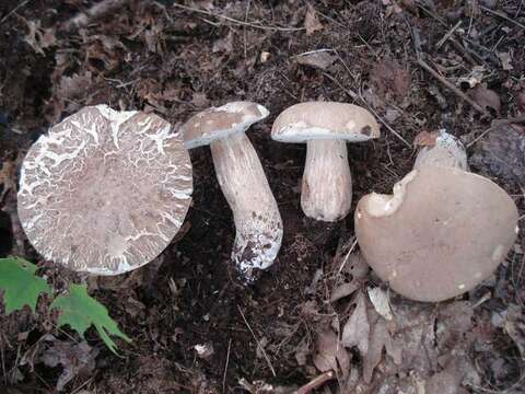 Image of Boletus variipes Peck 1888