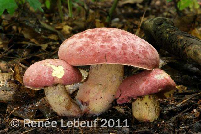 Image of Butyriboletus roseopurpureus (Both, Bessette & Roody) Kuan Zhao, Gang Wu, Halling & Zhu L. Yang 2015