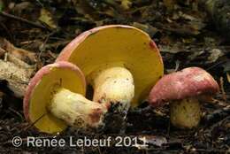 Image of Butyriboletus roseopurpureus (Both, Bessette & Roody) Kuan Zhao, Gang Wu, Halling & Zhu L. Yang 2015