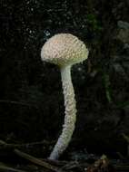 Image of Cystolepiota