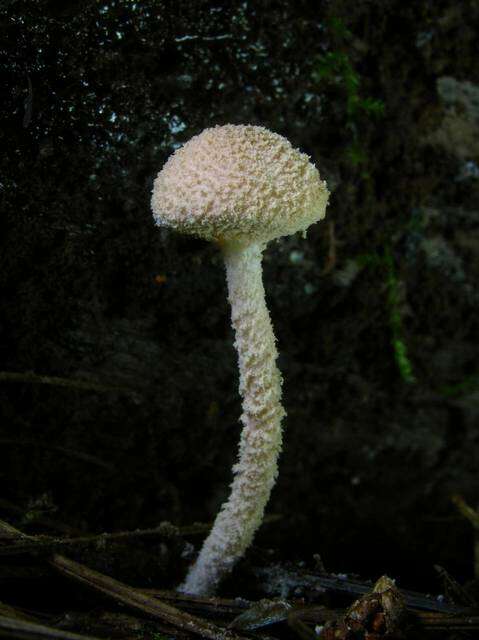 Image of Cystolepiota